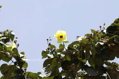 Hibiscus tiliaceus